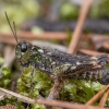 Margasis ietinukas - Myrmeleotettix maculatus ♀ | Fotografijos autorius : Žilvinas Pūtys | © Macrogamta.lt | Šis tinklapis priklauso bendruomenei kuri domisi makro fotografija ir fotografuoja gyvąjį makro pasaulį.