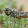 Margasis ietinukas - Myrmeleotettix maculatus | Fotografijos autorius : Gintautas Steiblys | © Macrogamta.lt | Šis tinklapis priklauso bendruomenei kuri domisi makro fotografija ir fotografuoja gyvąjį makro pasaulį.