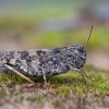 Margasis tarkšlys - Bryodemella tuberculata | Fotografijos autorius : Zita Gasiūnaitė | © Macrogamta.lt | Šis tinklapis priklauso bendruomenei kuri domisi makro fotografija ir fotografuoja gyvąjį makro pasaulį.