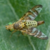 Margasparnė - Chaetostomella cylindrica ♀ | Fotografijos autorius : Žilvinas Pūtys | © Macrogamta.lt | Šis tinklapis priklauso bendruomenei kuri domisi makro fotografija ir fotografuoja gyvąjį makro pasaulį.