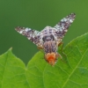 Margasparnė - Oxyna flavipennis | Fotografijos autorius : Gintautas Steiblys | © Macrogamta.lt | Šis tinklapis priklauso bendruomenei kuri domisi makro fotografija ir fotografuoja gyvąjį makro pasaulį.