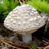 Margoji musmirė - Amanita pantherina | Fotografijos autorius : Romas Ferenca | © Macrogamta.lt | Šis tinklapis priklauso bendruomenei kuri domisi makro fotografija ir fotografuoja gyvąjį makro pasaulį.