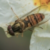 Žiedmusė - Episyrphus balteatus | Fotografijos autorius : Gintautas Steiblys | © Macrogamta.lt | Šis tinklapis priklauso bendruomenei kuri domisi makro fotografija ir fotografuoja gyvąjį makro pasaulį.