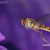 Marmalade hoverfly - Episyrphus balteatus  | Fotografijos autorius : Gintautas Steiblys | © Macronature.eu | Macro photography web site
