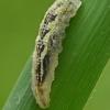 Marmalade hoverfly - Episyrphus balteatus, larva | Fotografijos autorius : Gintautas Steiblys | © Macronature.eu | Macro photography web site