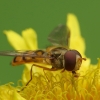 Marmalade hoverfly - Episyrphus balteatus | Fotografijos autorius : Vidas Brazauskas | © Macronature.eu | Macro photography web site
