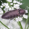 Marsh Click Beetle - Actenicerus siaelandicus | Fotografijos autorius : Romas Ferenca | © Macronature.eu | Macro photography web site