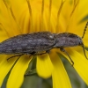 Marsh Click Beetle - Actenicerus siaelandicus | Fotografijos autorius : Žilvinas Pūtys | © Macronature.eu | Macro photography web site