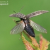 Marsh Click Beetle - Actenicerus siaelandicus | Fotografijos autorius : Gediminas Gražulevičius | © Macronature.eu | Macro photography web site