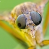 Slankmusė - Rhagio tringarius | Fotografijos autorius : Darius Baužys | © Macronature.eu | Macro photography web site