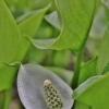 Marsh calla - Calla palustris | Fotografijos autorius : Kęstutis Obelevičius | © Macronature.eu | Macro photography web site