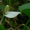 Marsh calla - Calla palustris | Fotografijos autorius : Gintautas Steiblys | © Macronature.eu | Macro photography web site