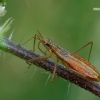 Marsh damsel bug - Nabis limbatus  | Fotografijos autorius : Gintautas Steiblys | © Macronature.eu | Macro photography web site