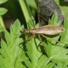 Marsh damsel bug - Nabis limbatus | Fotografijos autorius : Vytautas Gluoksnis | © Macronature.eu | Macro photography web site