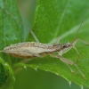 Marsh damsel bug - Nabis limbatus | Fotografijos autorius : Žilvinas Pūtys | © Macronature.eu | Macro photography web site