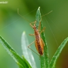 Marsh damsel bug - Nabis limbatus | Fotografijos autorius : Darius Baužys | © Macronature.eu | Macro photography web site