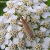 Marsh damsel bug - Nabis limbatus | Fotografijos autorius : Algirdas Vilkas | © Macronature.eu | Macro photography web site