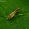 Marsh damsel bug - Nabis limbatus | Fotografijos autorius : Romas Ferenca | © Macronature.eu | Macro photography web site