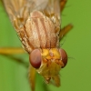 Marsh fly - Tetanocera sp. | Fotografijos autorius : Vidas Brazauskas | © Macronature.eu | Macro photography web site