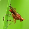 Marsh fly - Tetanocera sp. | Fotografijos autorius : Vidas Brazauskas | © Macronature.eu | Macro photography web site