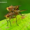 Marsh fly - Tetanocera sp. | Fotografijos autorius : Romas Ferenca | © Macronature.eu | Macro photography web site