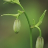 Martagon Lily - Lilium martagon, buds | Fotografijos autorius : Gintautas Steiblys | © Macronature.eu | Macro photography web site