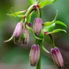 Miškinė lelija | Lilium martagon  | Fotografijos autorius : Darius Baužys | © Macrogamta.lt | Šis tinklapis priklauso bendruomenei kuri domisi makro fotografija ir fotografuoja gyvąjį makro pasaulį.