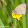 Meadow Brown (Maniola jurtina) | Fotografijos autorius : Aleksandras Naryškin | © Macronature.eu | Macro photography web site