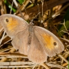 Meadow Brown | Maniola jurtina | Fotografijos autorius : Darius Baužys | © Macronature.eu | Macro photography web site