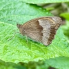 Meadow Brown | Maniola jurtina | Fotografijos autorius : Darius Baužys | © Macrogamta.lt | Šis tinklapis priklauso bendruomenei kuri domisi makro fotografija ir fotografuoja gyvąjį makro pasaulį.