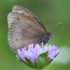 Meadow Brown - Maniola jurtina ♂ | Fotografijos autorius : Žilvinas Pūtys | © Macronature.eu | Macro photography web site