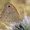 Meadow Brown - Maniola jurtina | Fotografijos autorius : Gintautas Steiblys | © Macronature.eu | Macro photography web site