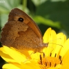 Meadow Brown - Maniola jurtina | Fotografijos autorius : Vytautas Gluoksnis | © Macronature.eu | Macro photography web site