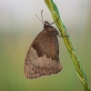 Meadow Brown - Maniola jurtina | Fotografijos autorius : Eglė Vičiuvienė | © Macronature.eu | Macro photography web site