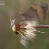 Meadow Brown - Maniola jurtina | Fotografijos autorius : Vilius Grigaliūnas | © Macronature.eu | Macro photography web site