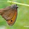 Meadow Brown - Maniola jurtina | Fotografijos autorius : Darius Baužys | © Macronature.eu | Macro photography web site