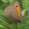 Meadow Brown - Maniola jurtina | Fotografijos autorius : Deividas Makavičius | © Macronature.eu | Macro photography web site