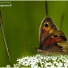 Meadow Brown - Maniola jurtina | Fotografijos autorius : Valdimantas Grigonis | © Macronature.eu | Macro photography web site