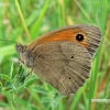 Meadow Brown - Maniola jurtina | Fotografijos autorius : Deividas Makavičius | © Macronature.eu | Macro photography web site