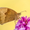 Paprastasis jautakis satyras - Maniola jurtina | Fotografijos autorius : Eglė Vičiuvienė | © Macronature.eu | Macro photography web site