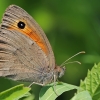 Meadow Brown - Maniola jurtina | Fotografijos autorius : Gintautas Steiblys | © Macronature.eu | Macro photography web site