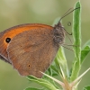 Meadow Brown - Maniola jurtina | Fotografijos autorius : Gintautas Steiblys | © Macronature.eu | Macro photography web site