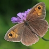 Meadow Brown - Maniola jurtina | Fotografijos autorius : Gintautas Steiblys | © Macronature.eu | Macro photography web site