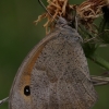 Meadow Brown - Maniola jurtina | Fotografijos autorius : Gintautas Steiblys | © Macronature.eu | Macro photography web site