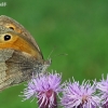 Meadow Brown - Maniola jurtina | Fotografijos autorius : Gintautas Steiblys | © Macronature.eu | Macro photography web site