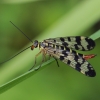 Meadow Scorpionfly - Panorpa vulgaris ♀ | Fotografijos autorius : Gintautas Steiblys | © Macronature.eu | Macro photography web site