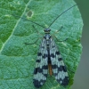 Meadow Scorpionfly - Panorpa vulgaris ♀ | Fotografijos autorius : Žilvinas Pūtys | © Macronature.eu | Macro photography web site