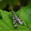 Meadow Scorpionfly - Panorpa vulgaris ♂ | Fotografijos autorius : Romas Ferenca | © Macronature.eu | Macro photography web site