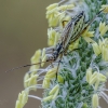 Meadow plant bug | Leptopterna dolobrata | Fotografijos autorius : Darius Baužys | © Macronature.eu | Macro photography web site