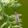 Meadow plant bug - Leptopterna dolabrata ♂ | Fotografijos autorius : Darius Baužys | © Macronature.eu | Macro photography web site